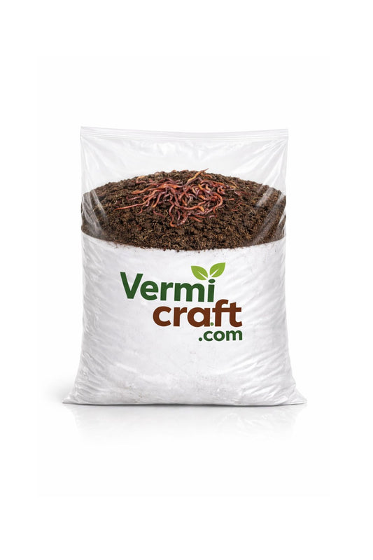 Črvji humus (vermi-kompost) VermiCraft v prozornem plastičnem vrečku z vidnimi deževniki.